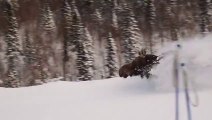 Trapped moose running past walkers! Dangerous!