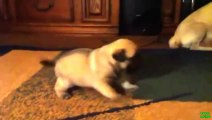 Puppies learning to walk Compilation