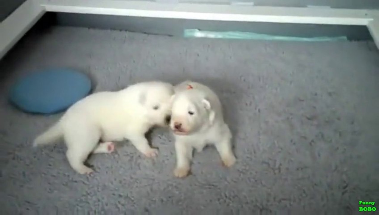 Des bébés Chiens apprennent à marcher! Compilation