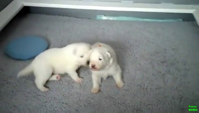 Des bébés Chiens apprennent à marcher! Compilation