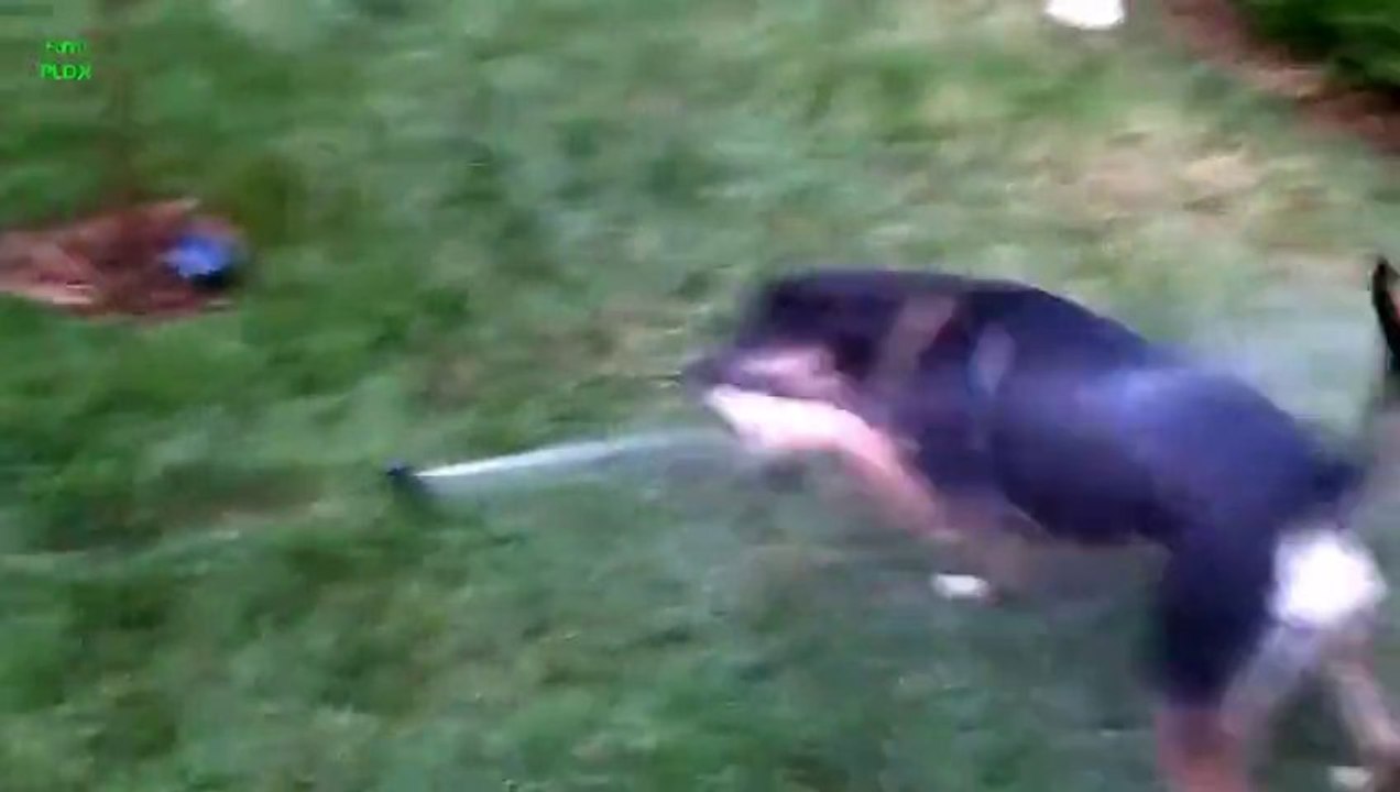 Les chiens face aux arrosages automatiques... Trop drôles!!