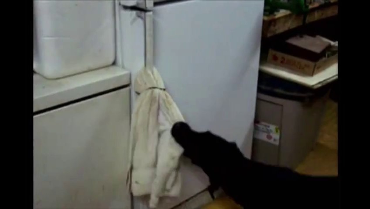 Un Labrador reste coincé dans un FRIGO... trop marrant!