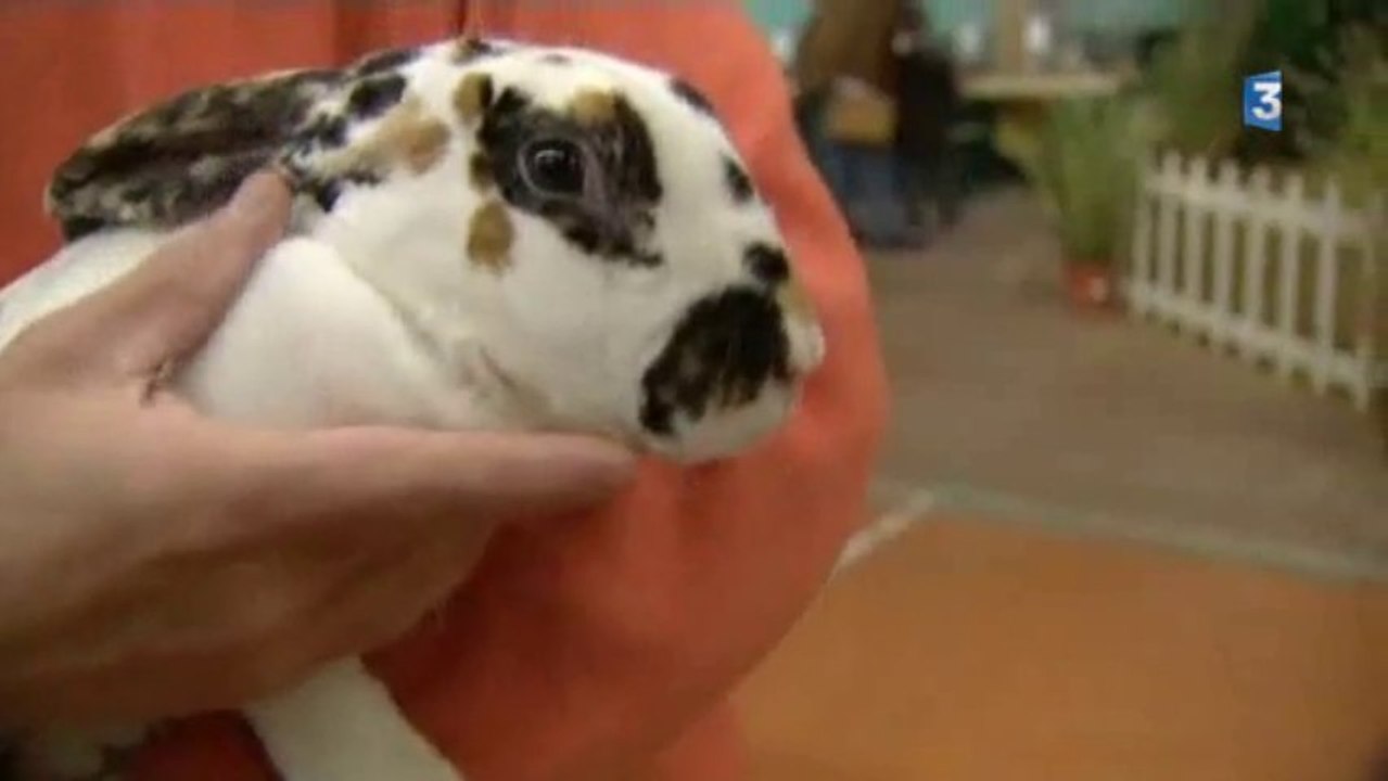 Neufchâtel en Bray (76) : une basse-cour de toute beauté