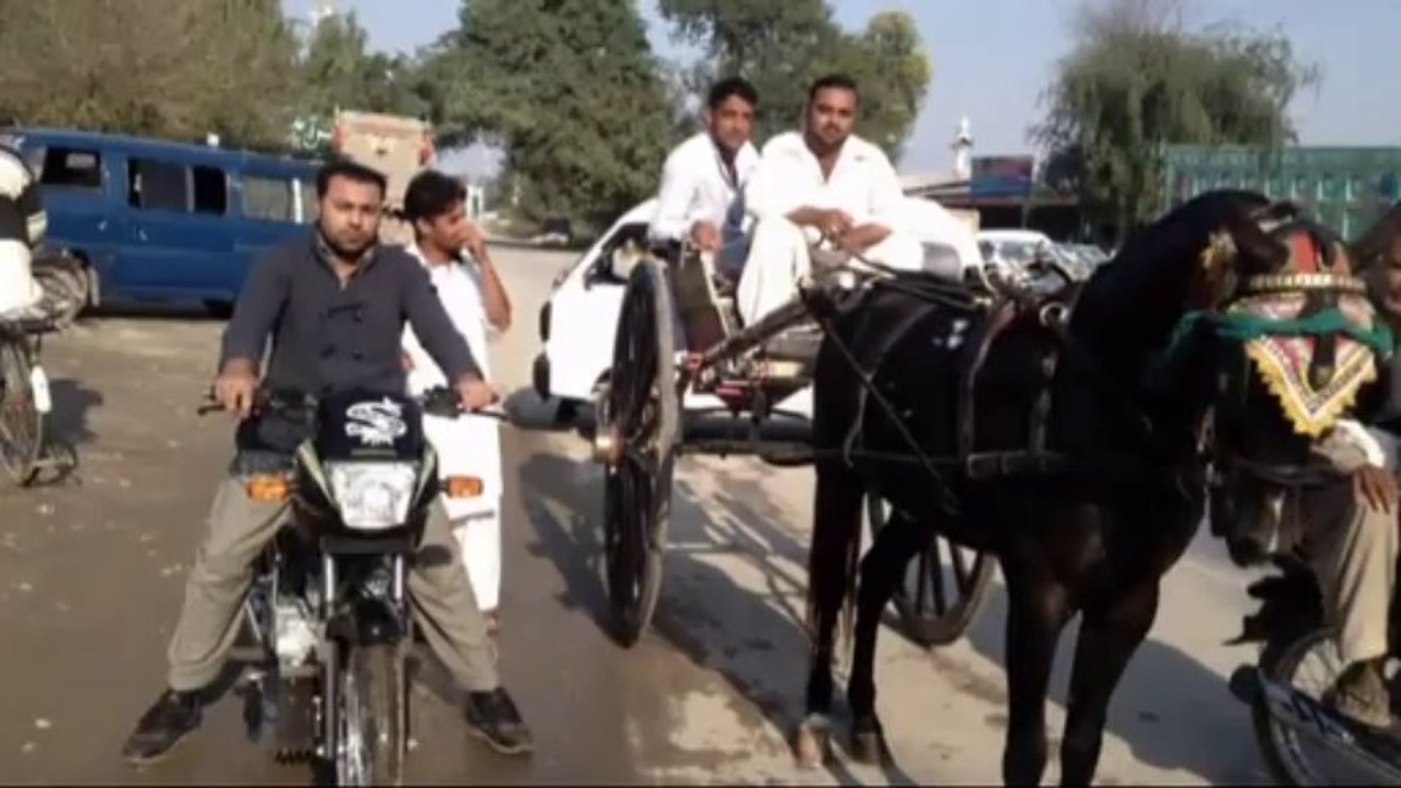 Jabir khan horse ziddi malang jumma try 8-11-13