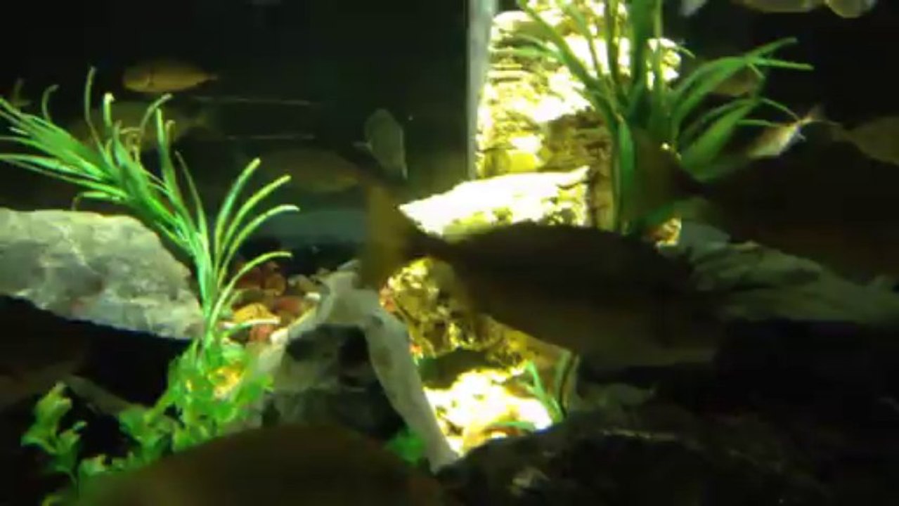 Sharjah Aquarium-5