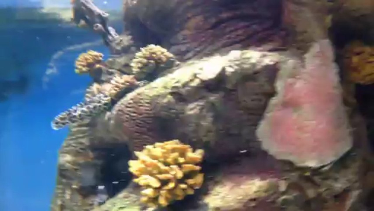 Sharjah Aquarium-6