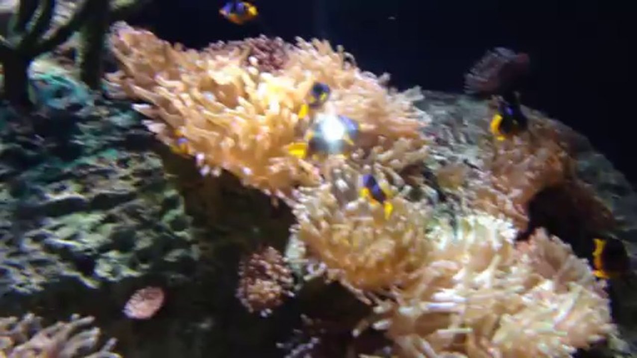 Sharjah Aquarium-11