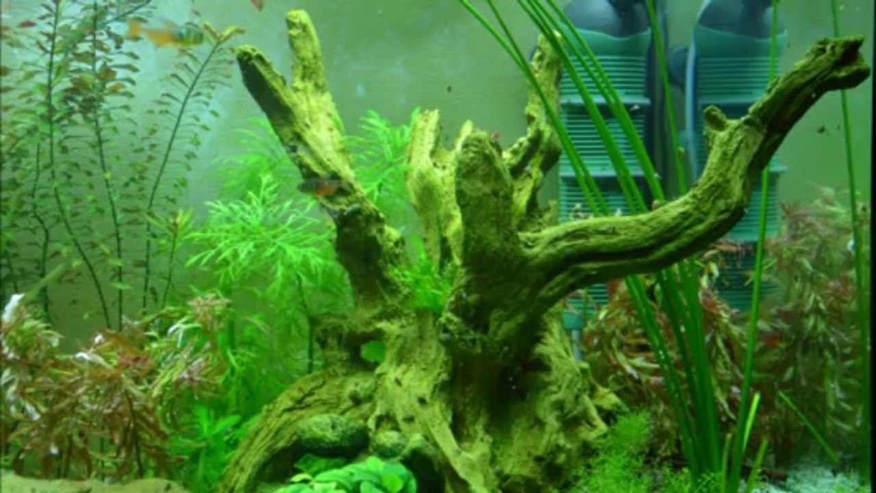 Alevins Apistogramma cacatuoides