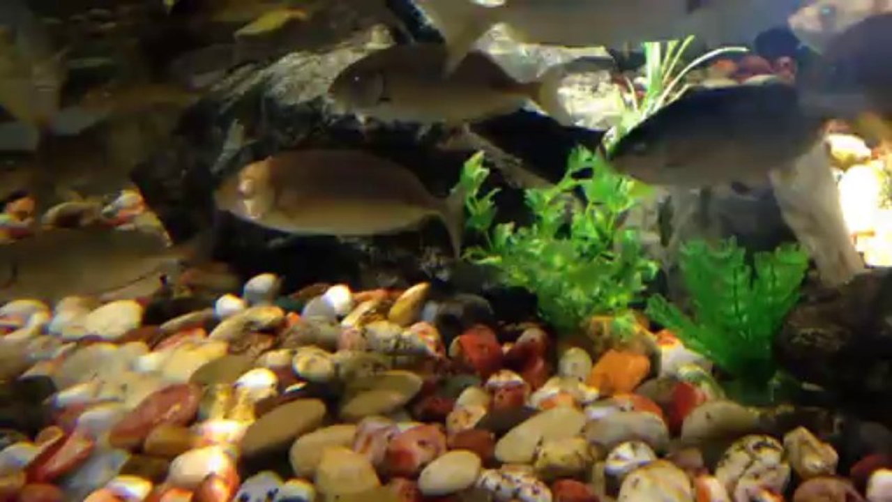 Sharjah Aquarium-13