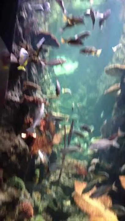 Sharjah Aquarium-15