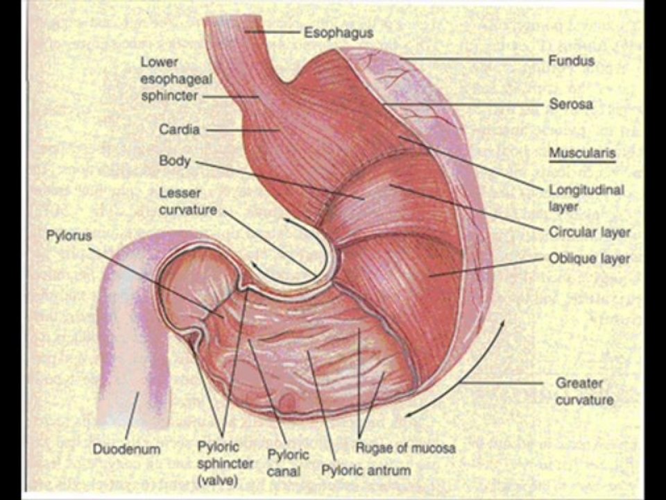 11_IN_1_Herbal(1)