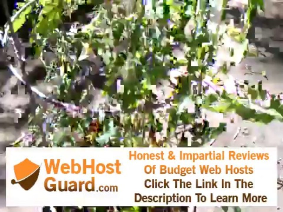 Geopots Hosting A Veggie Plants.3gp