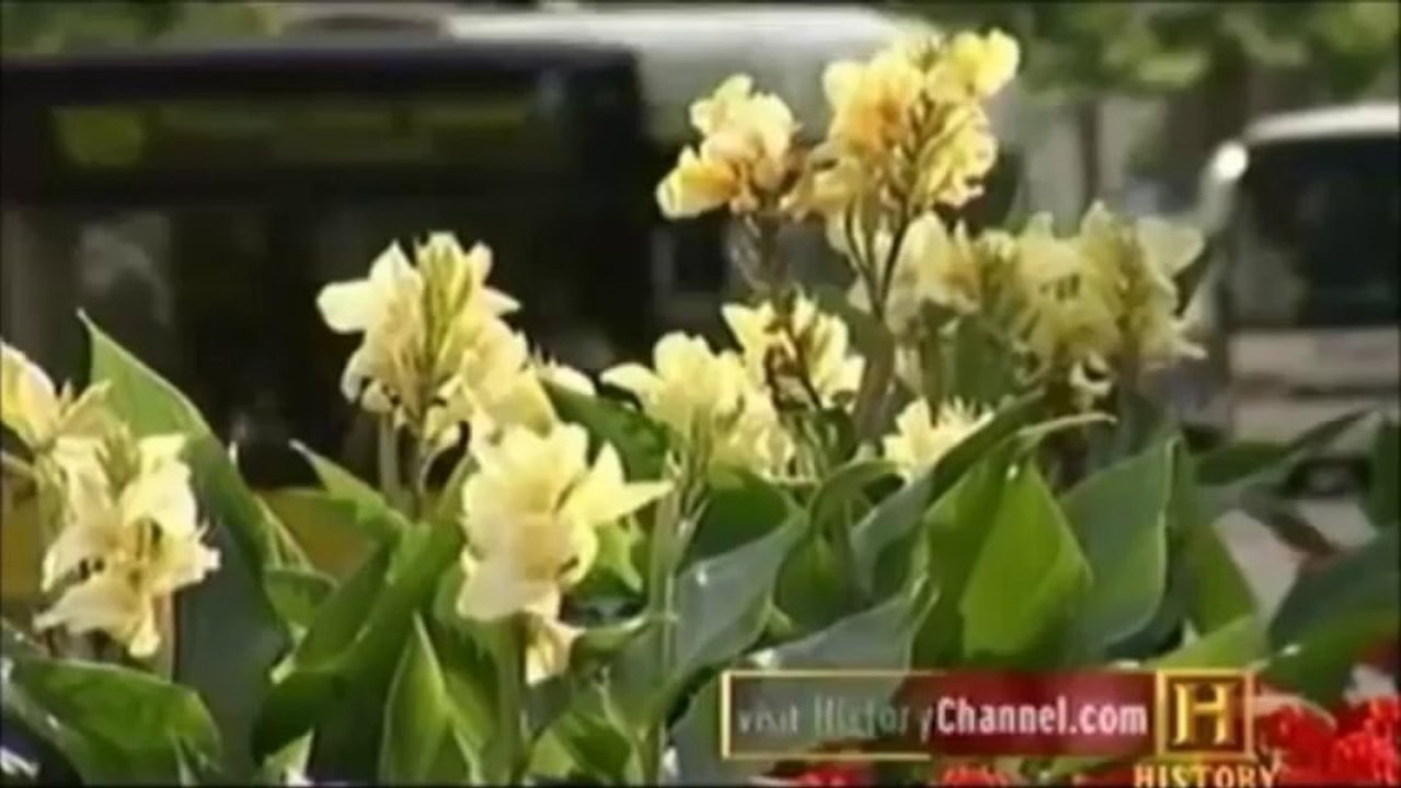 WW2: Hitler's Drug Addiction & Health