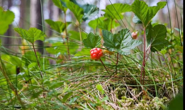 Welcome To Visi Global Direct Sales Health & Wellness Company