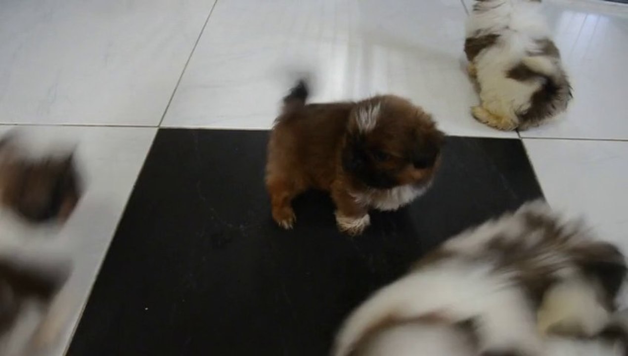 Bébés Geisha et Dragon 7 semaines 1/2