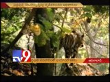 Tiger roams in Adilabad villages