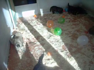 10 novembre 2013 (33 jours)