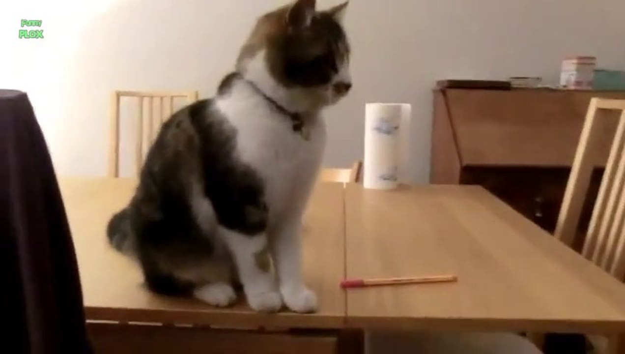 Des chats qui foutent tout en l'air... Vilains matous!