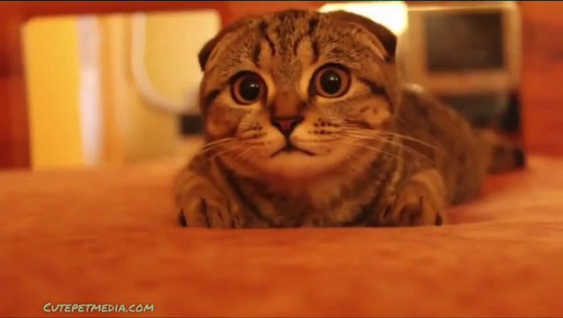 CAT Compilation : The CUTEST KITTEN EVER!
