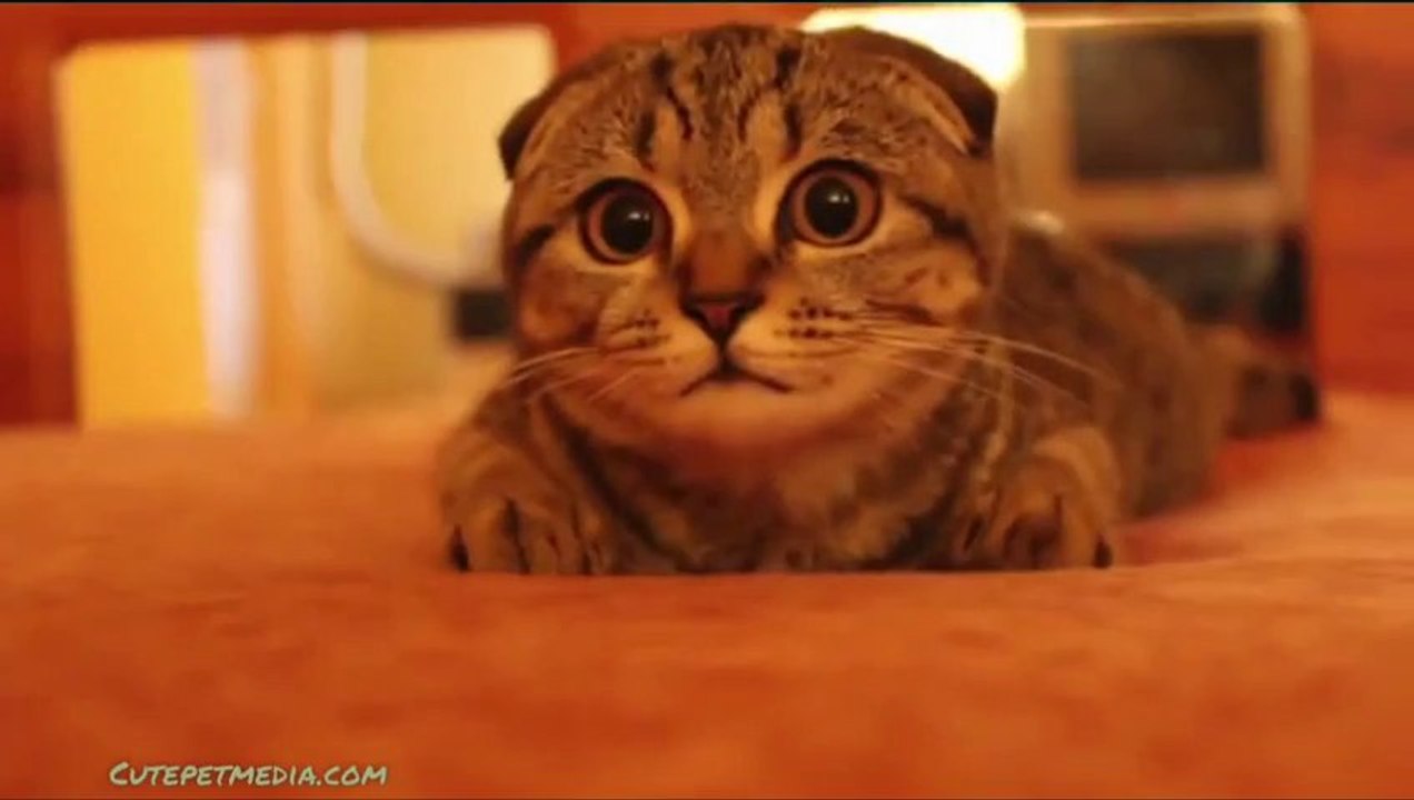 CAT Compilation : The CUTEST KITTEN EVER!