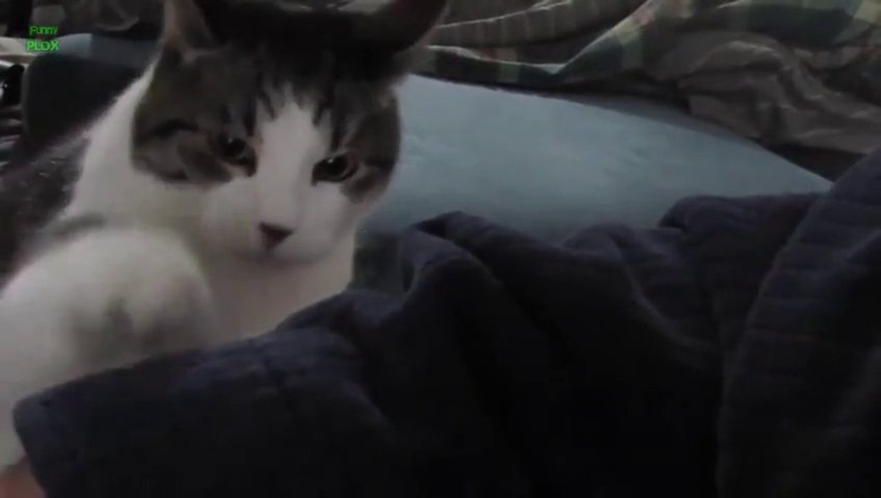 CHAT qui demandent des câlins... Compilation de minous trop mignon!