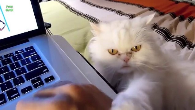 Cute Cats want HUGS compilation 2013