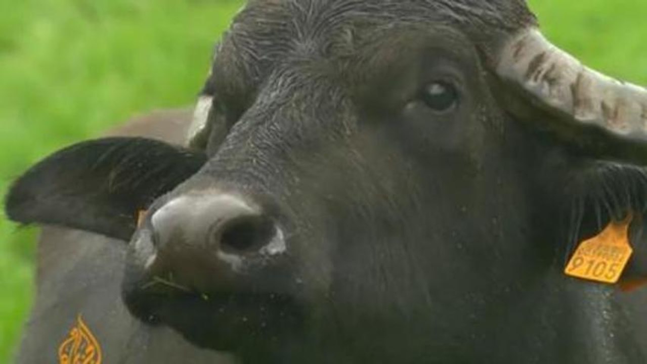 Ireland's agriculture sector boosts economy