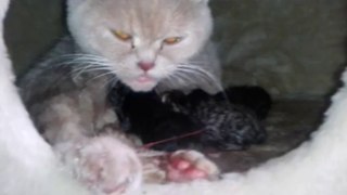 Kitten! Kätzchen 5 Kätzchen saugen ihre Mama Prinzessin Pinky leer. Oh Hasipopasifield