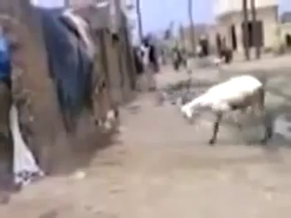 Bagarre_ Mouton VS Poulet, qui va gagner_