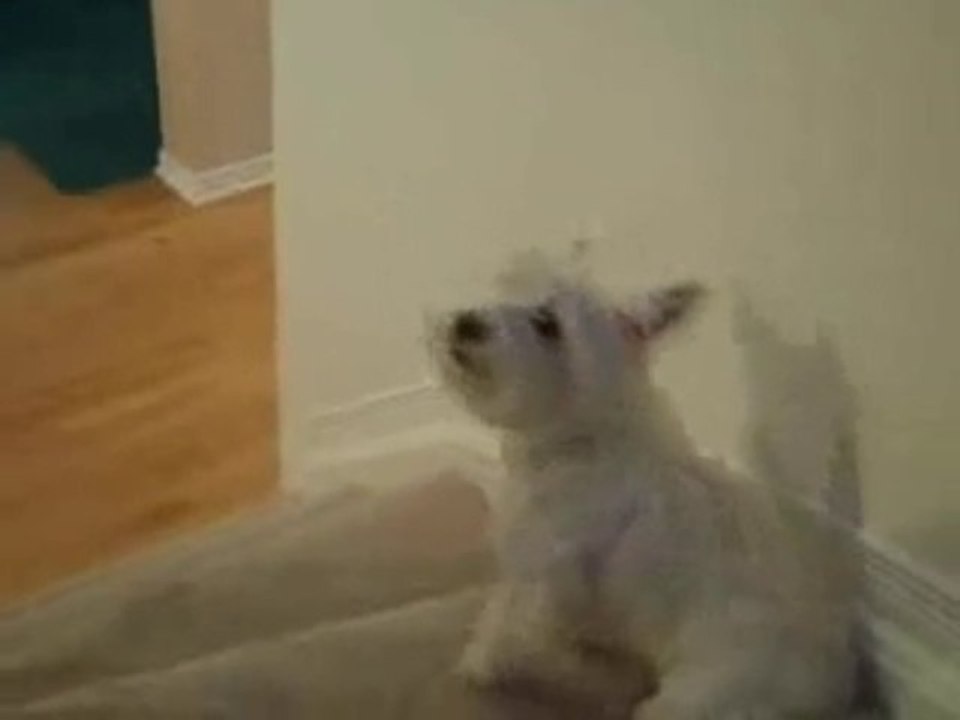 Crazy Dog Barks At a Toy!