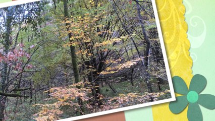 Les vacances d'automne