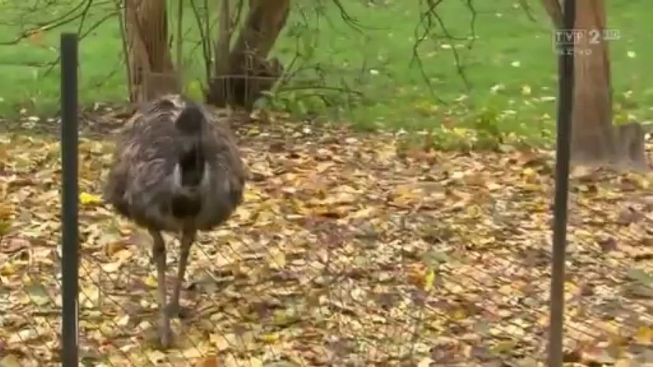 Kacper Ruciński - Między nami zwierzętami
