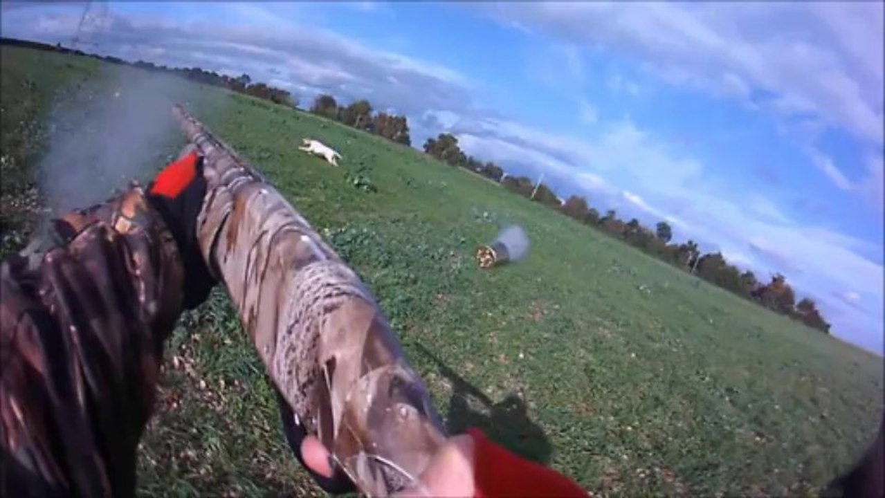 lièvre_10 novembre 2013