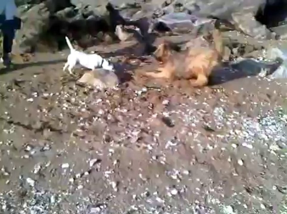 funny à la plage