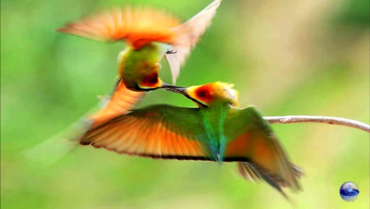 Swing little glow worm - Ray Conniff