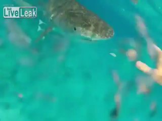 Fight with a Tiger shark ... gets a little too close.