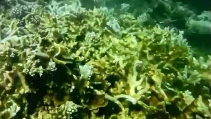 Les Cabanons à Mayotte