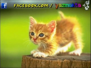 Adem  KILIÇ    -  DİLARA