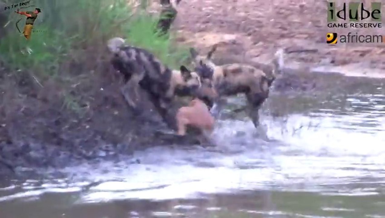 Une IMPALA attaquée par une horde de Chiens sauvage d'Afrique!