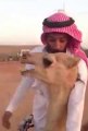 Un dromadaire fait du quad en Arabie Saoudite