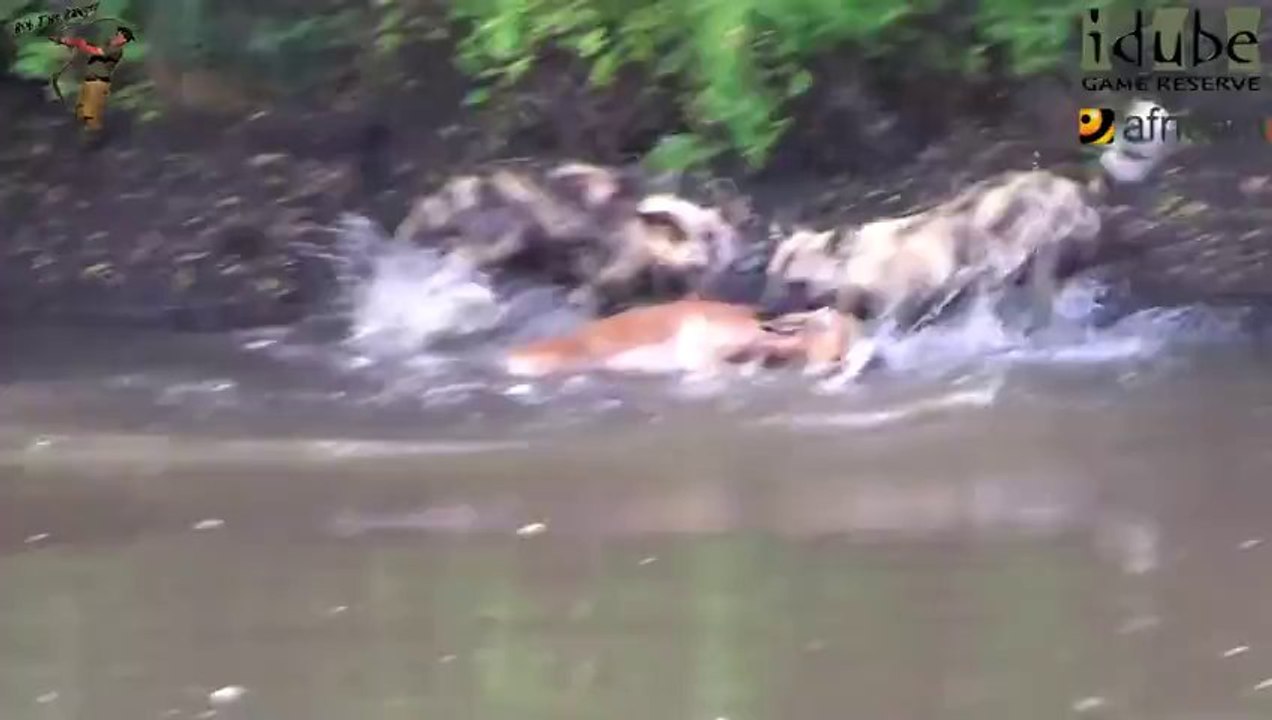 Swimming Impala Brutally Killed By African Wild Dog Pack!!!