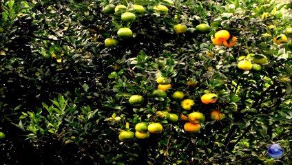 The impossible dream - Ray Conniff