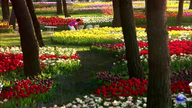 The music of the night - Ray Conniff