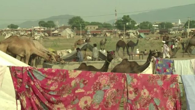 Indian herders and their camels gather for annual fair