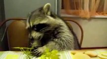 A Racoon Eating Grapes * Un Raton Laveur Mange Du Raisin