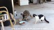 Raccoon Steals Food From 3 Cats And Makes A Great Escape (Funny Dialogs)