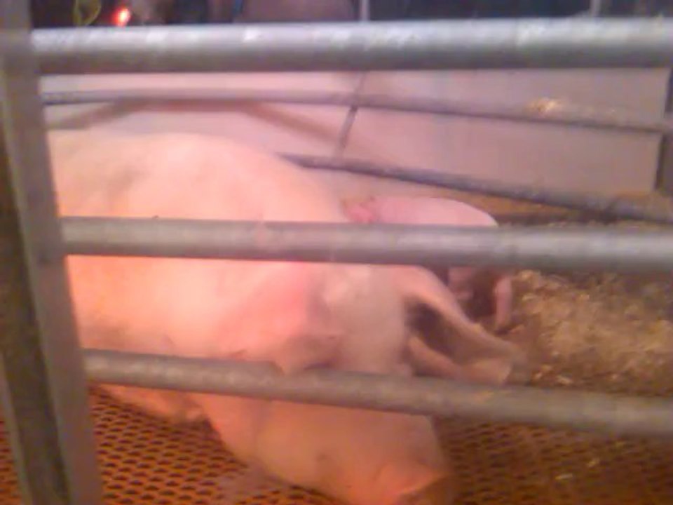 petit cochon avec leur maman - La Royale