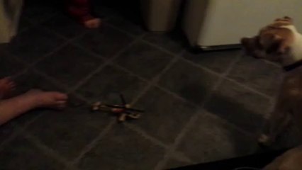 Bella, My Pitbull Surprisingly Snatches Toy Helicopter While Isaiah Plays with it...