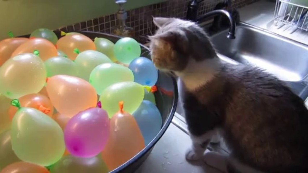 Petit CHAT trop mignon qui éclate des BALLONS plein d'eau!