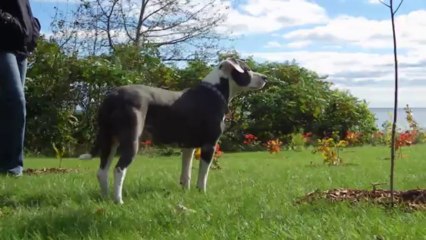 ONTARIO SHORES CANADA